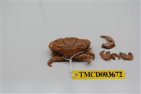 藏品(肉球皺蟹)的圖片